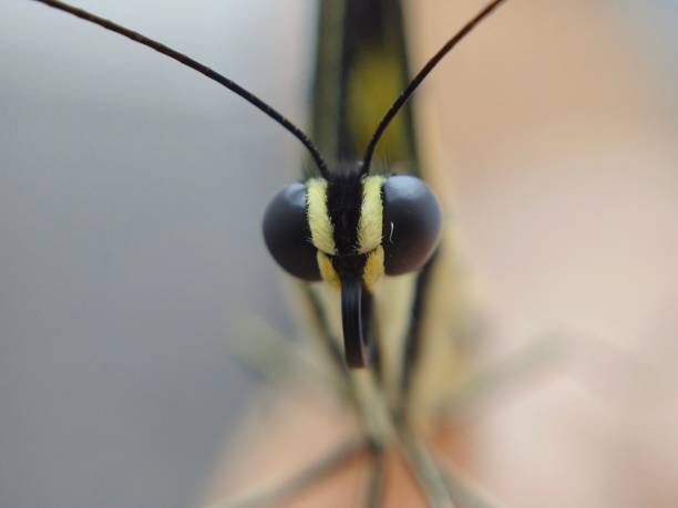 Macro side profile of a Papilio aegeus, commonly known as the orchard swallowtail or large citrus butterfly, is a member of the Papilionidae family. This butterfly species is native to eastern Australia and Papua New Guinea.