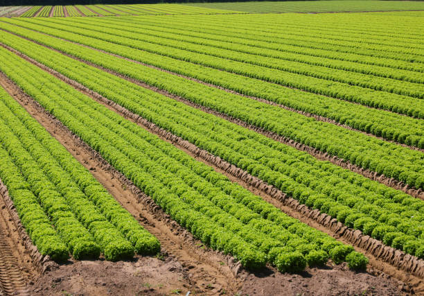 istock farmland dedicated to growing green lettuce in orderly rows on sandy soil 2181214302
