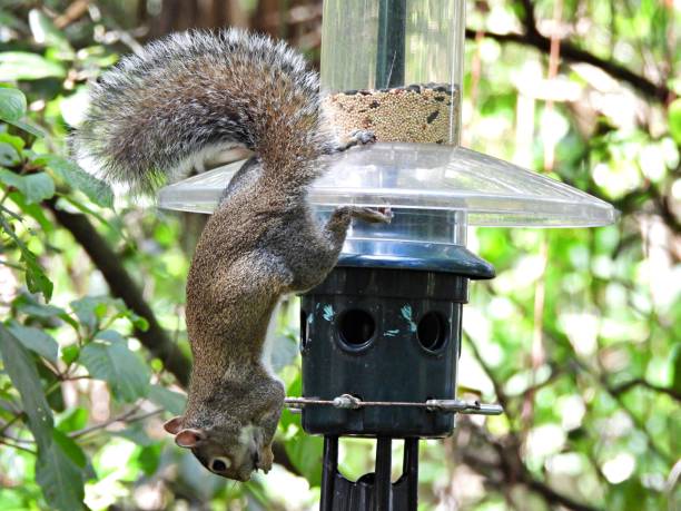 istock Gray Squirrel  (Sciurus carolinensis) - hanging on a bird feeder eating seeds 2181215863