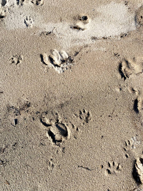 istock Wild animal tracks on a sandy 2181216734