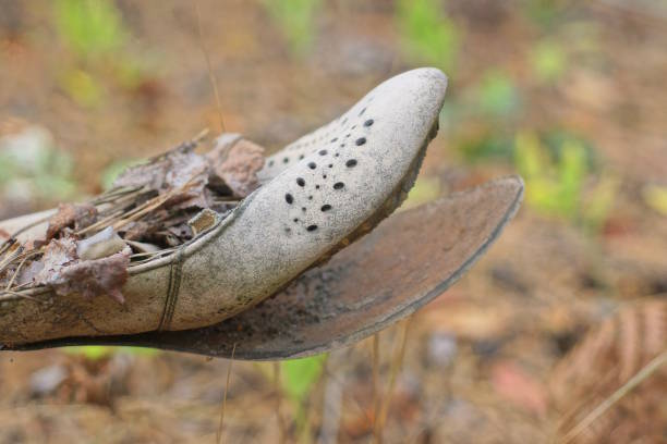 istock one grey brown torn dirty old leather shoe on ground 2181220022
