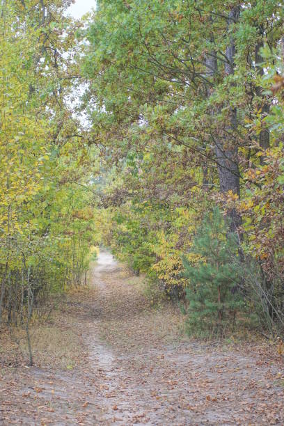 istock grey sandy road among trees with colored leaves 2181220596
