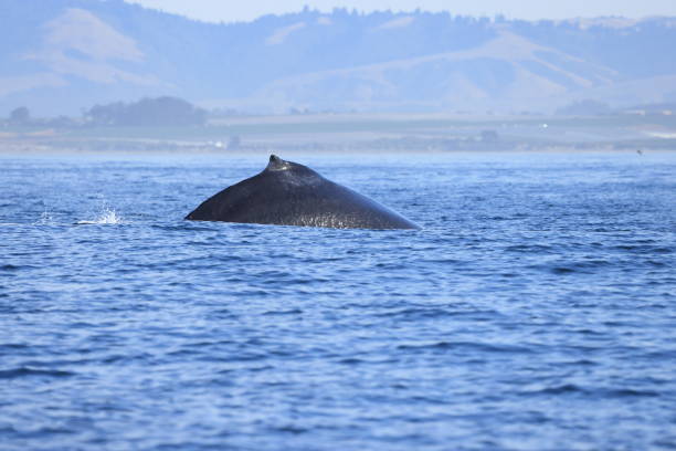 Humpback whales diving in Monterey Bay California