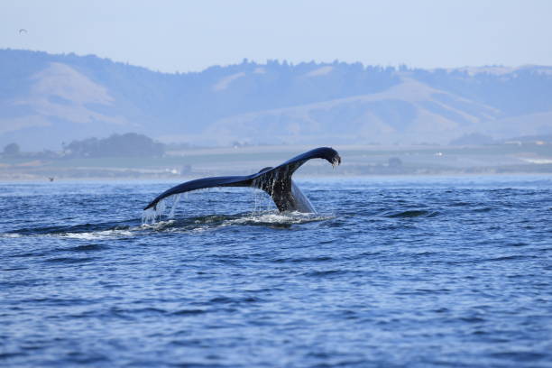 Humpback whales diving in Monterey Bay California