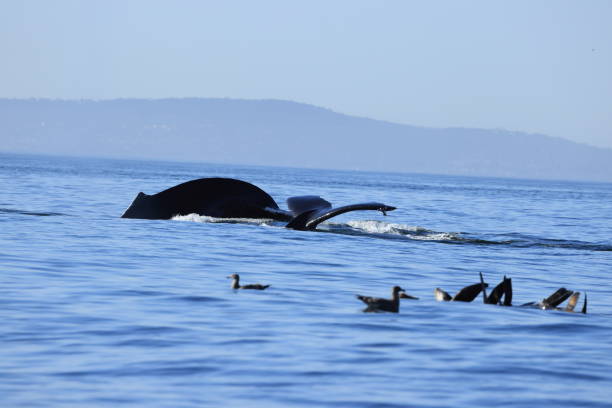 istock Humpback Whales near Moss landing 2181221874