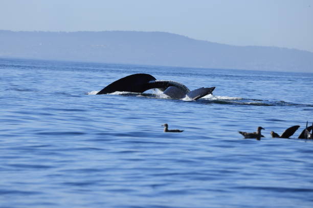 istock Humpback Whales near Moss landing 2181221943
