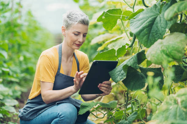 istock Gardener using digital tablet in an organic vegetable farm 2181221954