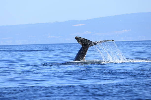 Humpback whales diving in Monterey Bay California