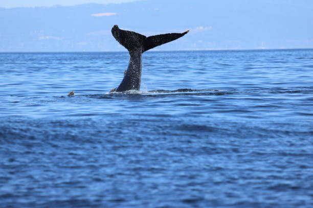 Humpback whales diving in Monterey Bay California