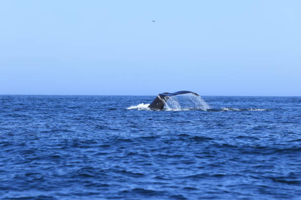 istock Humpback Whales near Moss landing 2181222874
