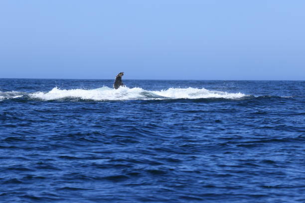 Humpback whales diving in Monterey Bay California