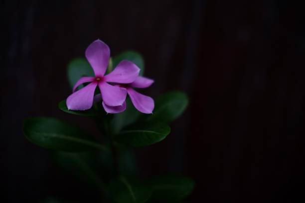 istock Madagascar Periwinkle, Noyon tara flower 2181228535