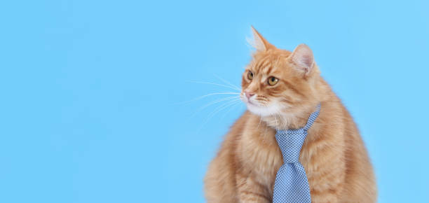 istock Ginger Cat wearing blue tie looking away. copy space. Large red cat wearing office tie isolated on blue. Smart cat. Day of knowledge, study, science student. Online courses. Distance education. 2181228998