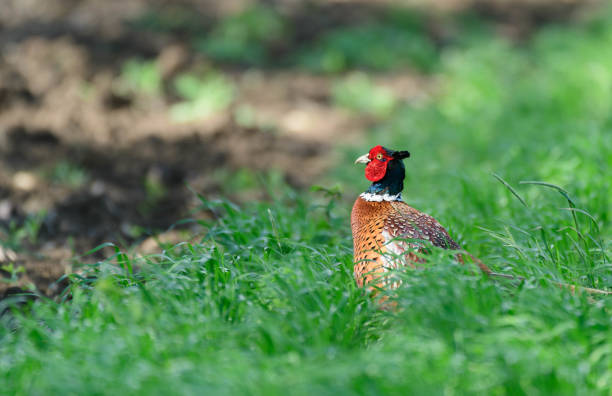 Ringneck Pheasant, Phasianus colchicus in its natural habitat on a beautiful background. Male bird.