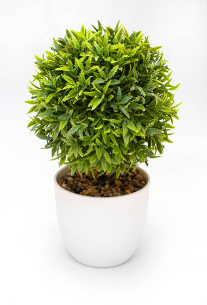 istock Pot fake plants isolated 2181229722