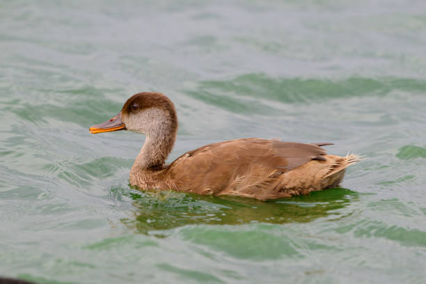 Red-Crested Pochard Netta Rufina Beautiful Duck, Close up. A young bird.
