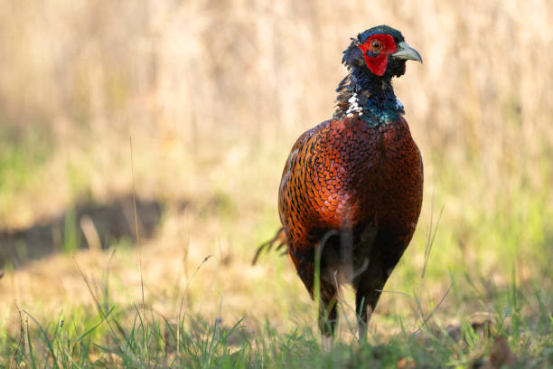 istock Ringneck Pheasant, Phasianus colchicus in the habitat 2181230778