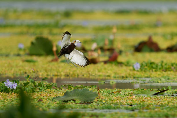 Pheasant-tailed Jacana - Hydrophasianus chirurgus flying bird in Hydrophasianus, elongated toes and nails to walk on floating vegetation in shallow lakes, their preferred habitat. Green marsh.