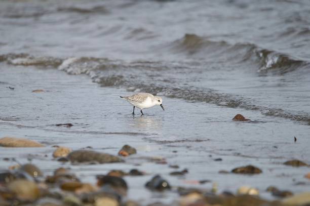 Sanderling wader bird feeding on the shore line