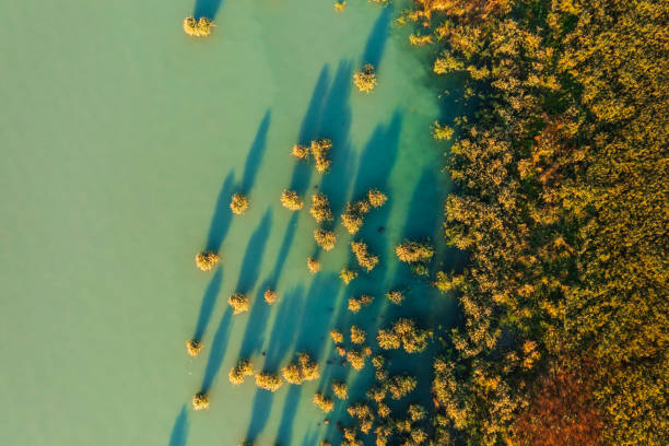 istock Reeds at lake Balaton from birds eye view. 2181233629