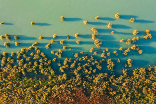 istock Reeds at lake Balaton from birds eye view. 2181233643
