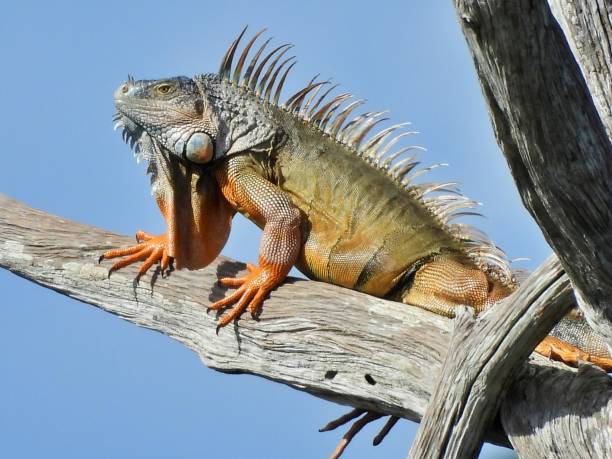 istock Green Iguana (Iguana iguana) - resting on a snag 2181235354