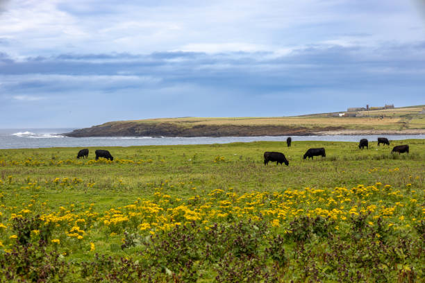 istock Remote Orkney Island seascape 2181236046