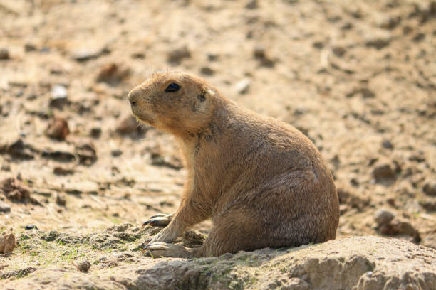 A high-angle of the cute Bobak marmot (Marmota bobak) laying on the ground and looking at the camera