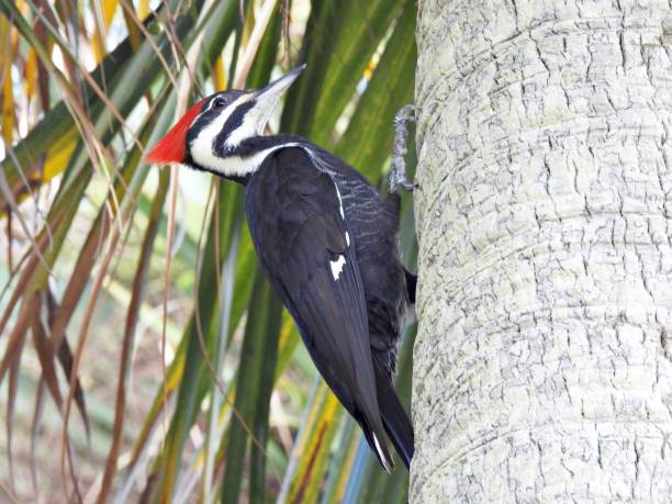 istock Pileated Woodpecker (Dryocopus pileatus) - perched on the side of a palm tree 2181236289