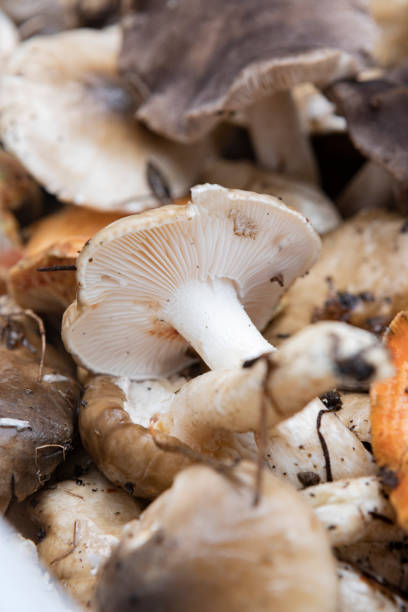Hygrophorus glyocyclus mushrooms in the kitchen