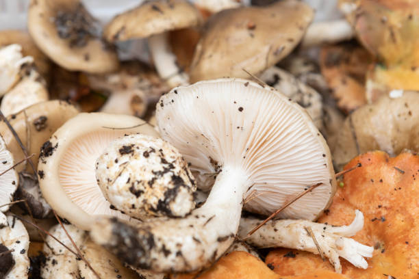 Hygrophorus glyocyclus mushrooms in the kitchen