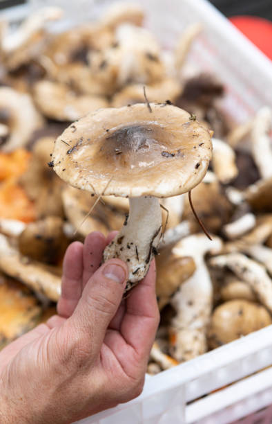 istock Hygrophorus glyocyclus mushrooms in the kitchen 2181238280
