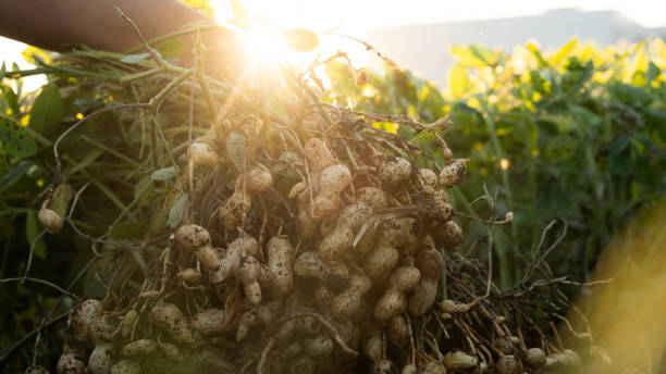 istock A farmer holding freshly harvested peanuts with roots in a field. The background features green peanut plants under a sunset, showcasing agricultural activity. 2181239378