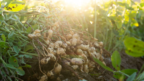 istock a peanut field and peanuts are presented in the background under sunlight under 2181239385