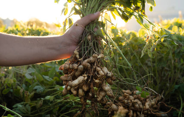 istock A farmer holding freshly harvested peanuts with roots in a field. The background features green peanut plants under a sunset, showcasing agricultural activity. 2181239402