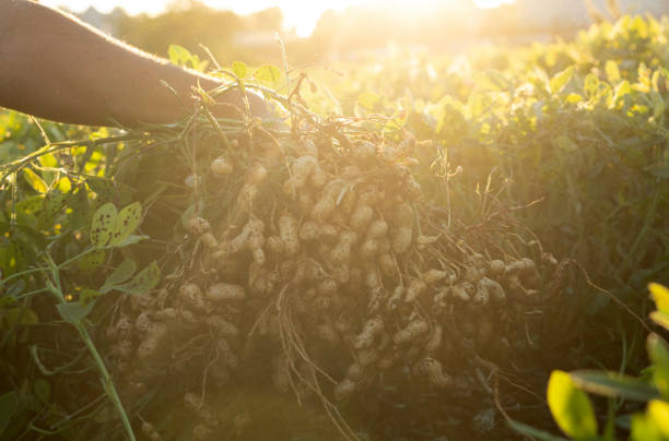 istock A farmer holding freshly harvested peanuts with roots in a field. The background features green peanut plants under a sunset, showcasing agricultural activity. 2181239415