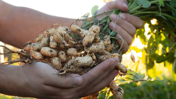 istock A farmer holding freshly harvested peanuts with roots in a field. The background features green peanut plants under a sunset, showcasing agricultural activity. 2181239460