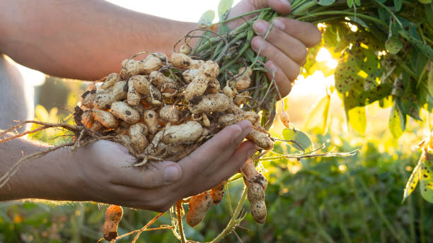 istock A farmer holding freshly harvested peanuts with roots in a field. The background features green peanut plants under a sunset, showcasing agricultural activity. 2181239466