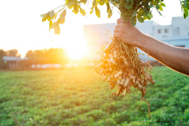 istock A farmer holding freshly harvested peanuts with roots in a field. The background features green peanut plants under a sunset, showcasing agricultural activity. 2181239559
