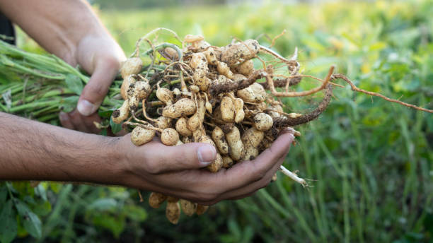istock A farmer holding freshly harvested peanuts with roots in a field. The background features green peanut plants under a sunset, showcasing agricultural activity. 2181239603