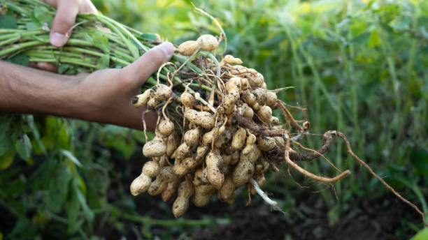 istock A farmer holding freshly harvested peanuts with roots in a field. The background features green peanut plants under a sunset, showcasing agricultural activity. 2181239617
