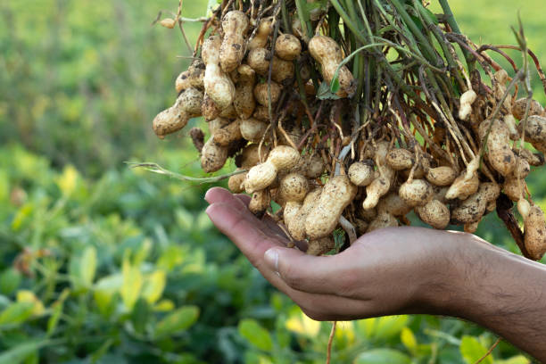 istock A farmer holding freshly harvested peanuts with roots in a field. The background features green peanut plants under a sunset, showcasing agricultural activity. 2181239621