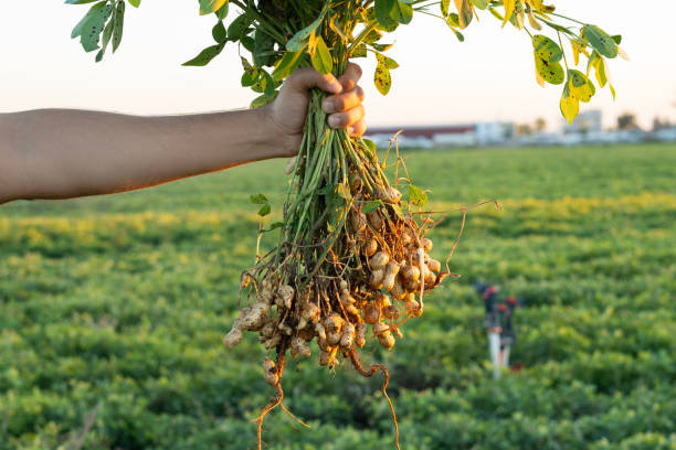 istock A farmer holding freshly harvested peanuts with roots in a field. The background features green peanut plants under a sunset, showcasing agricultural activity. 2181239635