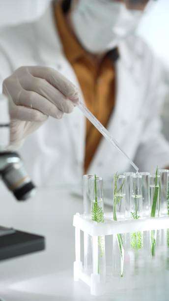 istock Man scientist wearing a lab coat, white protective gloves and face mask is dripping liquid into test tubes containing herbs for analysis in a laboratory, close up. Science and medicine 2181240159