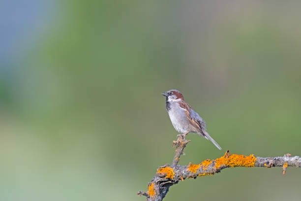 istock A bird that perches on a branch with lichen, a sparrow. Blurred and green background. Copy space. House Sparrow, Passer domesticus 2181240972