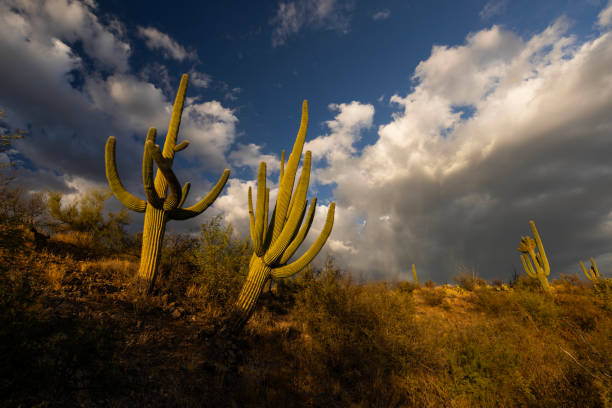 Cactus at Saguaro National Park stand tall against the stormy clouds in Tucson Arizona