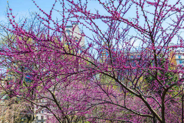 Vibrant purple blossoms on tree branches in full bloom against city backdrop, signaling arrival of spring. New York. USA.