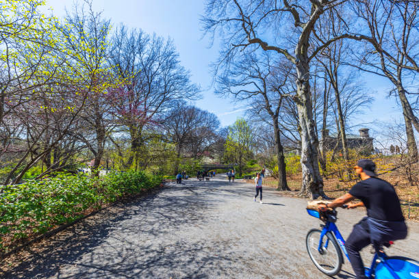 First person view of a person riding a bicycle along a paved path in Central park, New York,  on a sunny day. Hands on the handlebars, trees and grass surrounding the trail, conveying an active lifestyle, outdoor recreation, and healthy living.