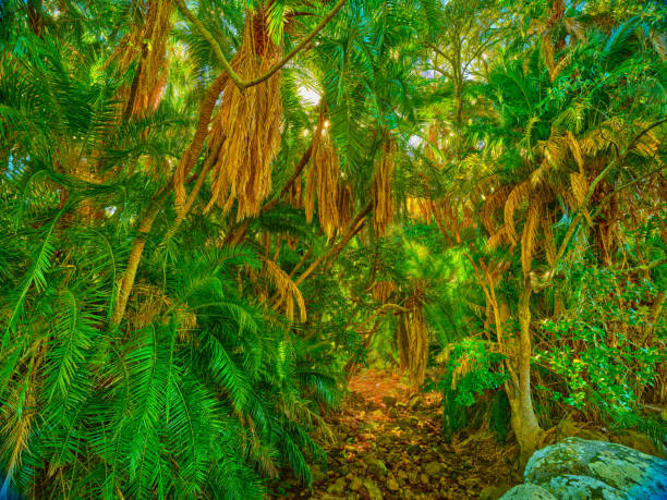 Flowers, plants and trees in Kirstenbosch Botanical Gardens in Cape Town, South Africa,