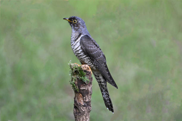 istock birds in the wild 2181252567
